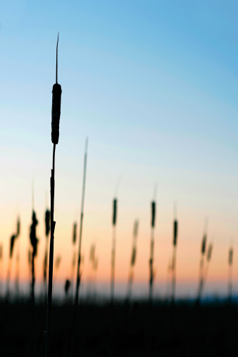 wetlands bullrushes in silhouette at sunset, vertical frame
