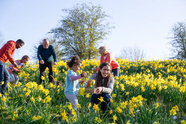 We've Found an Easter Egg A multi-gen family walking through a field of daffodil flowers in Hexham, Northumberland. They are searching for eggs on an Easter egg hunt, they are holding their baskets to collect the eggs. easter sunday stock pictures, royalty-free photos & images