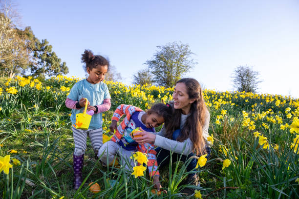 We've Found Easter Eggs! A mother and her two young daughters walking through a field of daffodil flowers in Hexham, Northumberland. They are searching for eggs on an Easter egg hunt, they are holding their baskets to collect the eggs. easter sunday stock pictures, royalty-free photos & images
