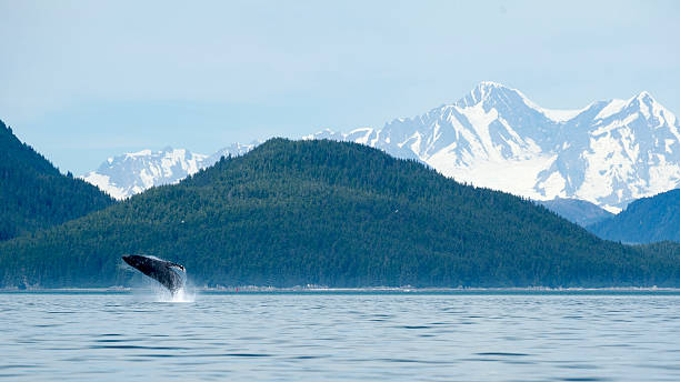 Whale Breach in Front of Breathtaking Mountains at Glacier Bay A humpback whale breaches in Alaska alaska stock pictures, royalty-free photos & images