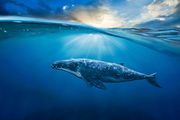 whale in half air - tonga 個照片及圖片檔