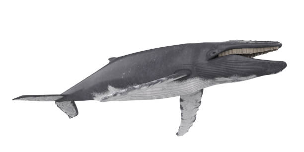 whale isolerade - blue whale bildbanksfoton och bilder