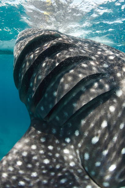 Whale shark Asia Philippines stock photo