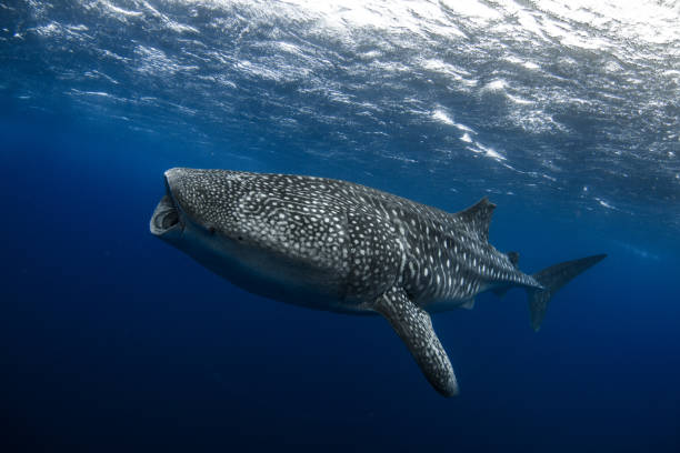Whale Shark feeding with mouth wide open. Huge! stock photo