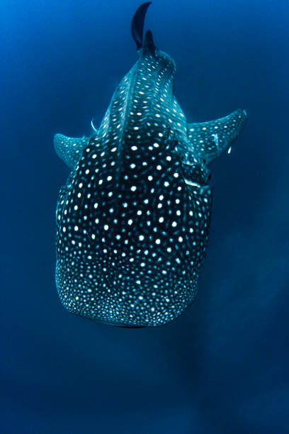 Whale Shark from above in crystal clear deep blue water stock photo