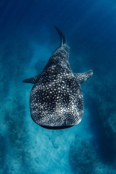 Whale Shark from above in incredible crystal clear water over coral reef stock photo