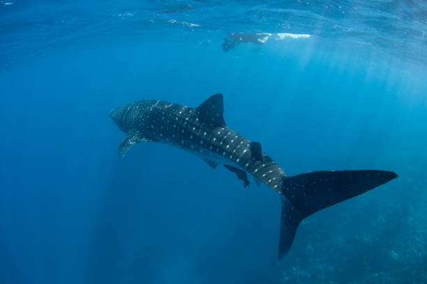 Whale Shark in Blue Water stock photo