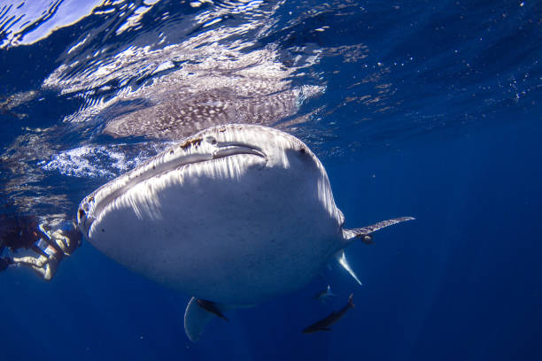 Whale Shark in closeup eyeballing camera with unknown people in background stock photo