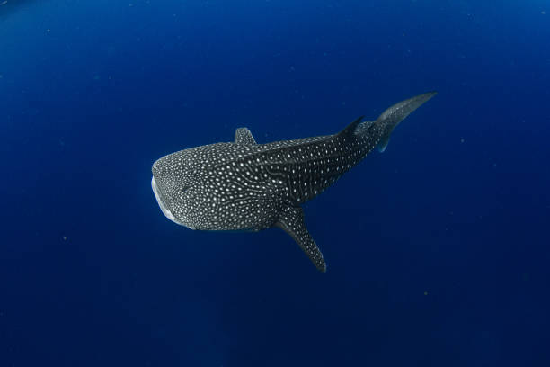 Whale shark in  crystal blue water stock photo