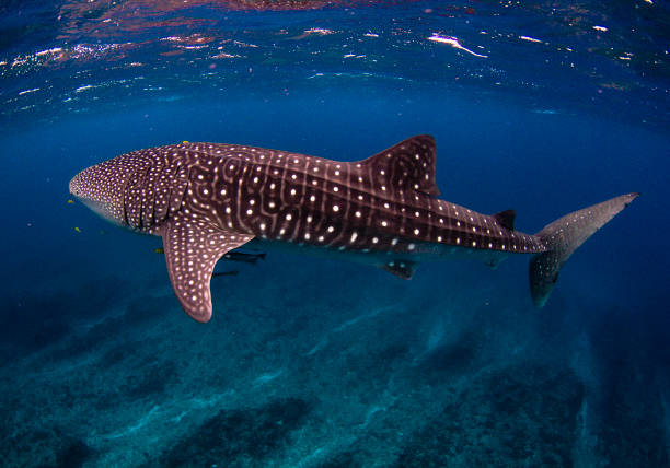 Whale Shark in crystal clear water over spectacular coral reef stock photo