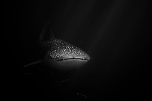 Whale shark peeking out of the darkness of the deep ocean waters
