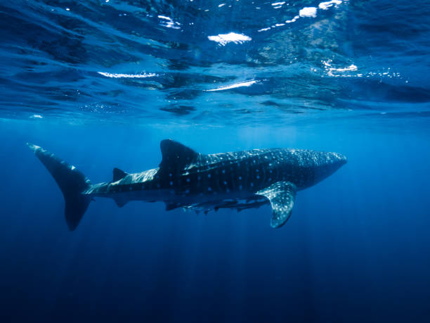 Whale shark side by side stock photo