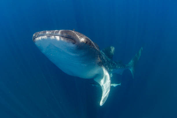 Whale Shark swimming in Cancun stock photo