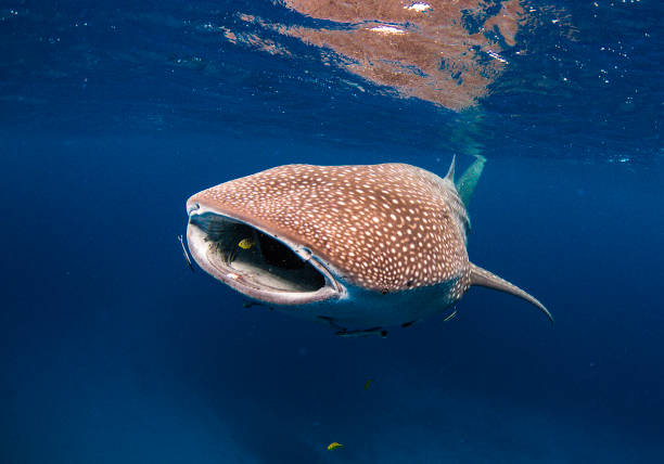 Whale Shark with open mouth feeding with little golden trevally friend stock photo