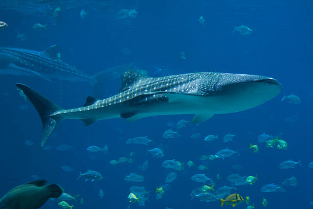 Whale Sharks and lots of fish stock photo