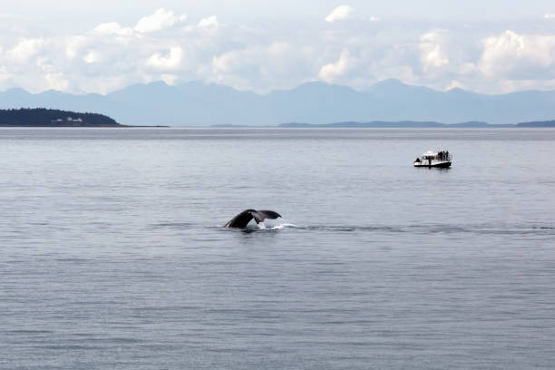 Whale watching - A humpback whale tail displaying off the coast of Auke Bay, Juneau, Alaska. Water flowing off of the tail as it dives stock photo