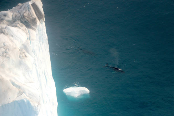 Whale watching in a Ilulissat midnight with boat from aerial view stock photo