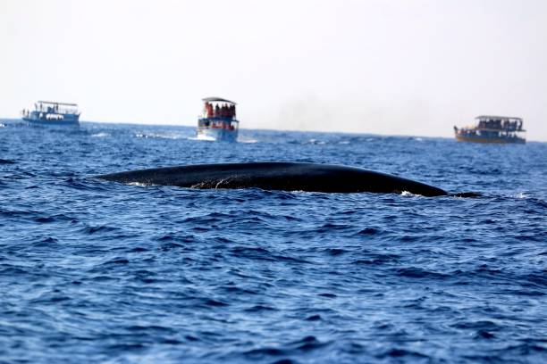 Whale watching in Mirissa, Sri Lanka stock photo