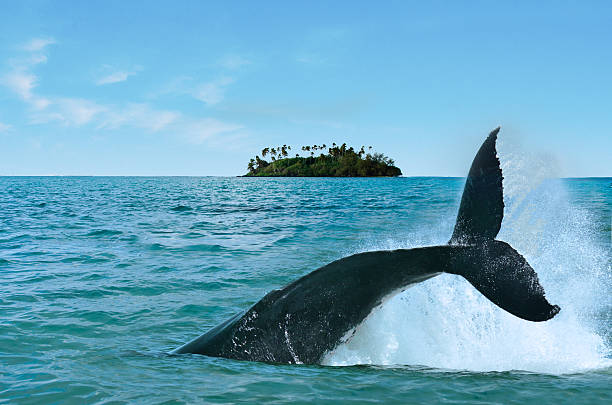 whale watching in rarotonga cook islands - cook islands stok fotoğraflar ve resimler