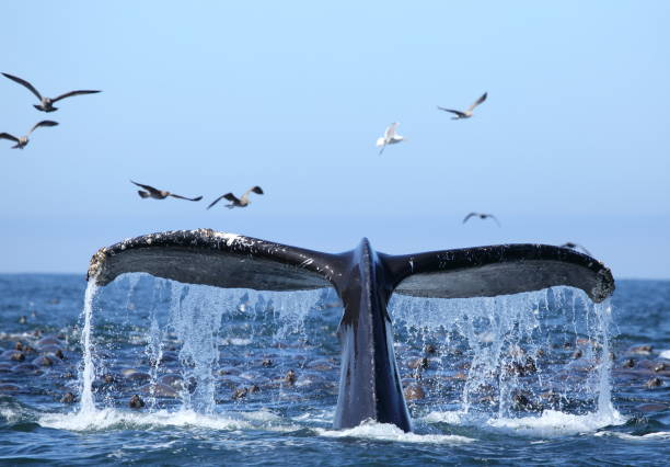 Whale watching on the Monterey Bay California USA Humpback Whales diving and feeding with Sea lions in the Monterey Bay Marine Sanctuary whale stock pictures, royalty-free photos & images