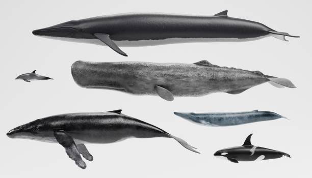 valar samling - blue whale bildbanksfoton och bilder