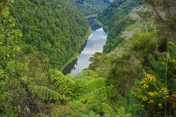 Whanganui River stock photo
