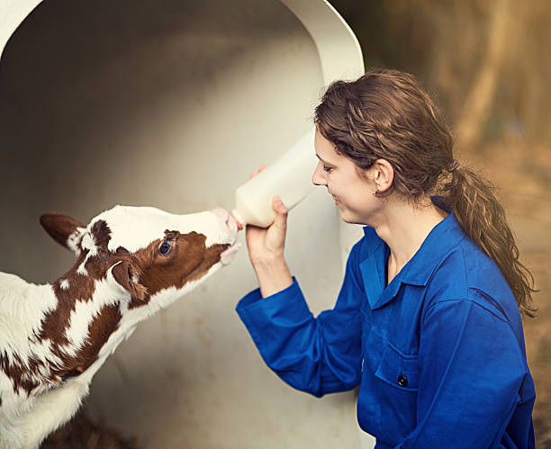 What a cutie! Portrait of a female farmer feeding a calf by hand on the farm rancher stock pictures, royalty-free photos & images