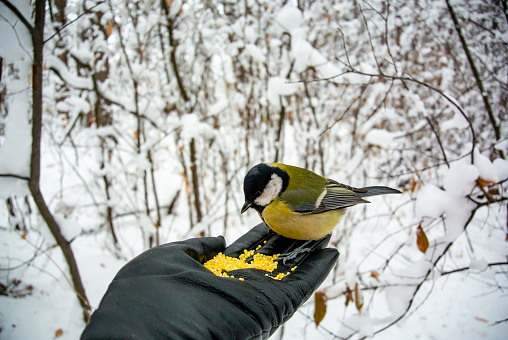 What To Feed The Birds In The Winter Man Feeds The Bird In The Winter  Forest Stock Photo - Download Image Now - iStock
