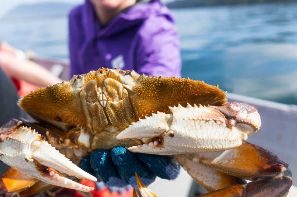 What's for dinner? Large crab caught along the Oregon coast crabbing stock pictures, royalty-free photos & images