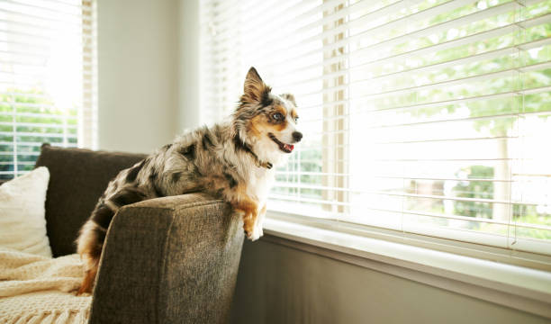 What's going on out there? Shot of an adorable Australian shepherd dog sitting on the sofa at home roller blinds stock pictures, royalty-free photos & images