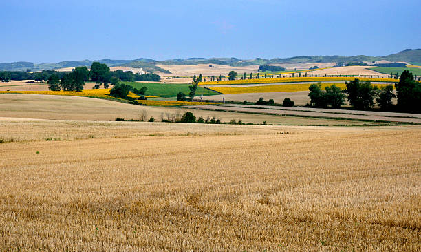Wheat and sunflower fields, Mirepoix, France stock photo