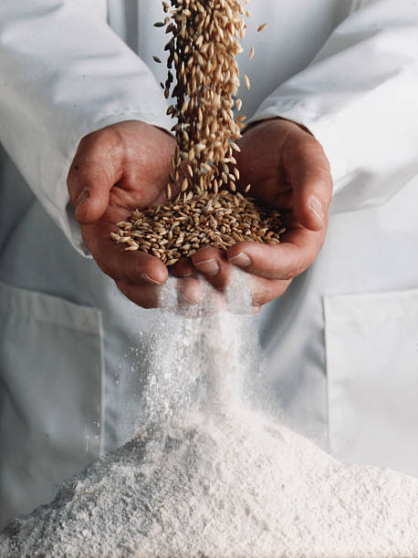 wheat becomes flour stock photo