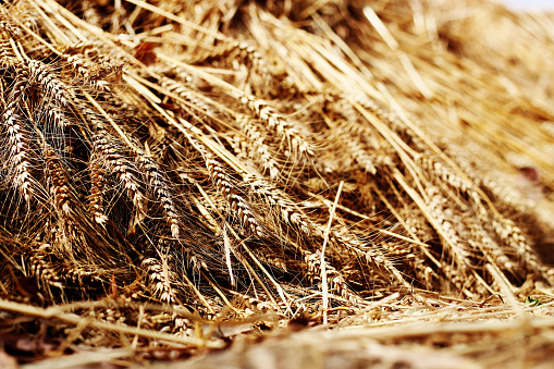 Wheat crop barley close up.