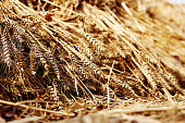 istock Wheat crop barley close up 1339716691