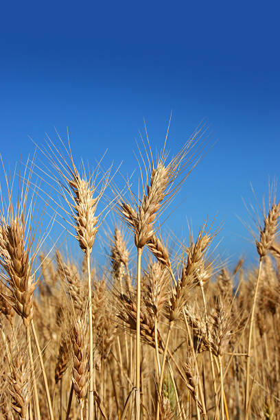 Wheat Crop stock photo