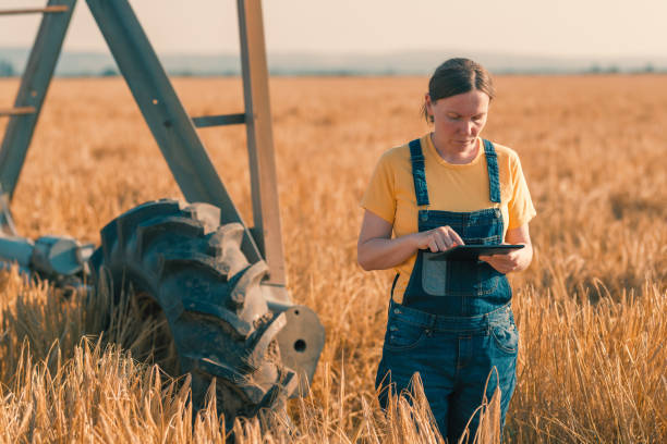 agricoltore di grano con tavoletta nel campo delle colture di cereali - software agricoltura irrigazione foto e immagini stock