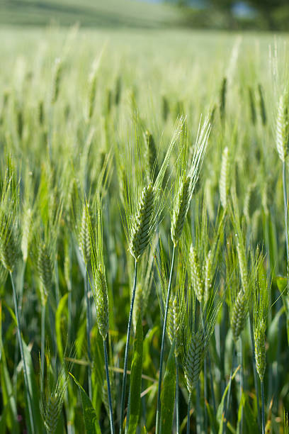 Wheat fieald stock photo