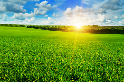 Wheat Field And Sunrise In The Blue Sky Stock Photo - Download Image ...