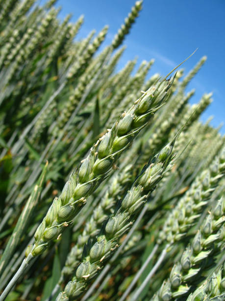 Wheat field, blue sky, sunny day stock photo