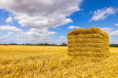 istock Wheat Field Hay Bail 1335487969