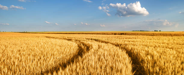 Wheat field in summer stock photo