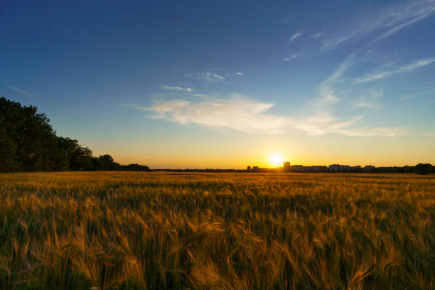 wheat field landscape in the evening, beautiful nature in summer and bright sun stock photo