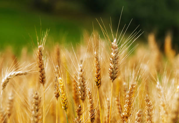 Wheat field A bright wheat field ,several durum wheat spikelets in the foreground with long stems, beautiful the color contrast between the golden yellow wheat and the green background dough photos stock pictures, royalty-free photos & images