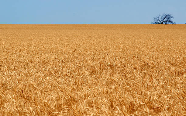 Wheat Field stock photo