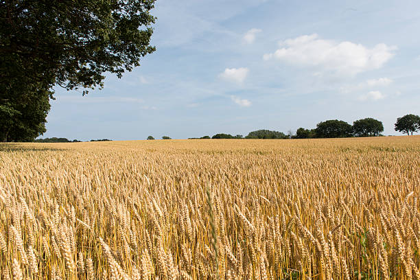 wheat field - skåne bildbanksfoton och bilder
