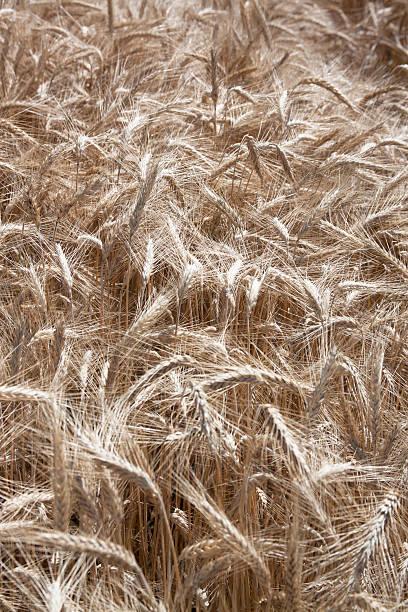 Wheat field stock photo