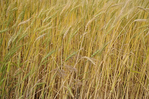 Wheat Field Close shot of a wheat field. theishkid stock pictures, royalty-free photos & images