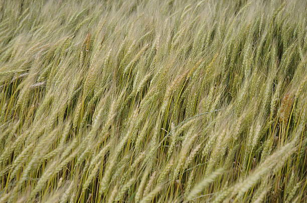 Wheat Field Close shot of wheat field. theishkid stock pictures, royalty-free photos & images