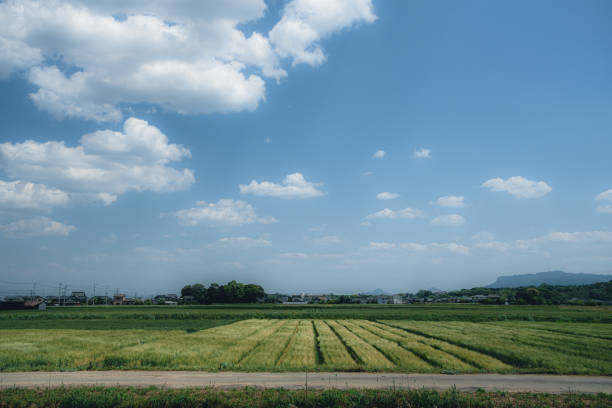 Wheat field seen in the countryside and clouds in the blue sky stock photo