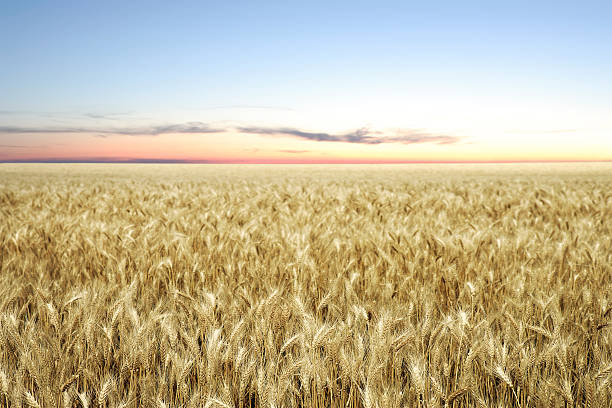 XXL wheat field twilight stock photo